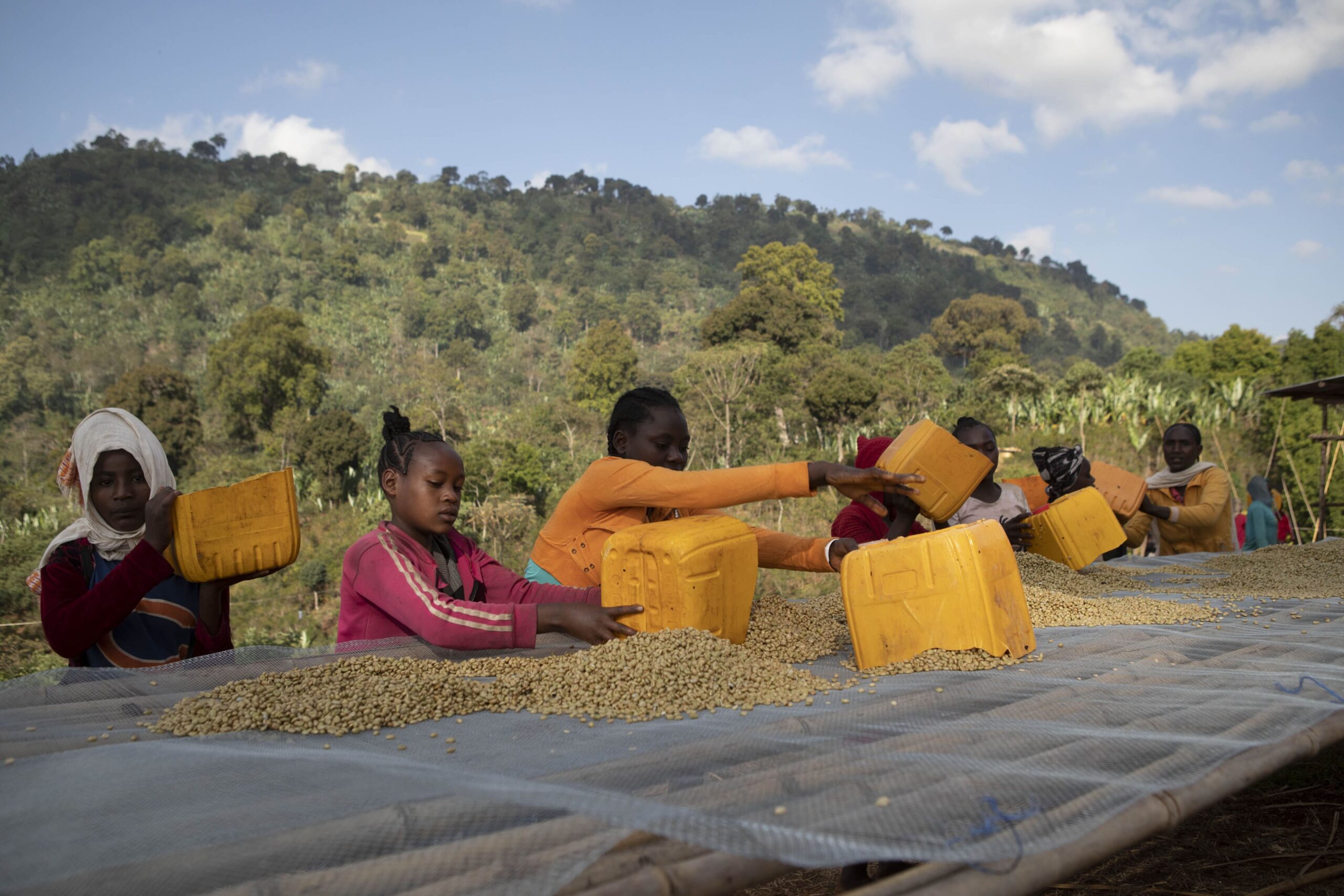 Burtukaana Chelbesa #3 Organic