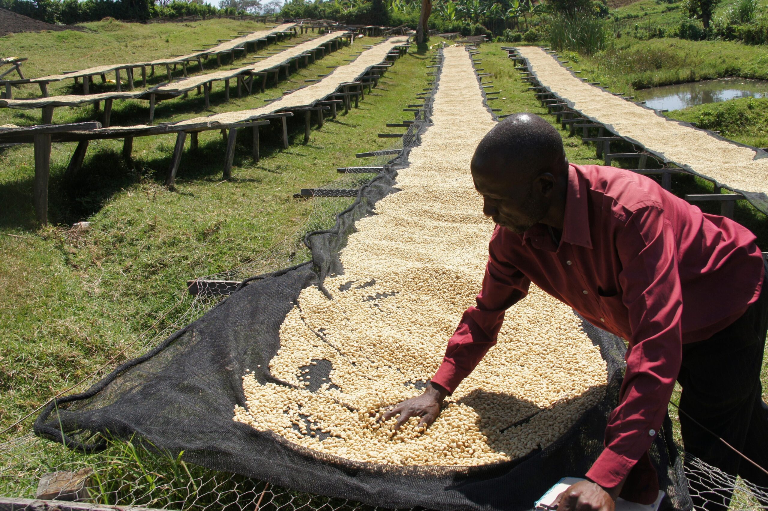 AA Thirikwa Gakuyuni #032