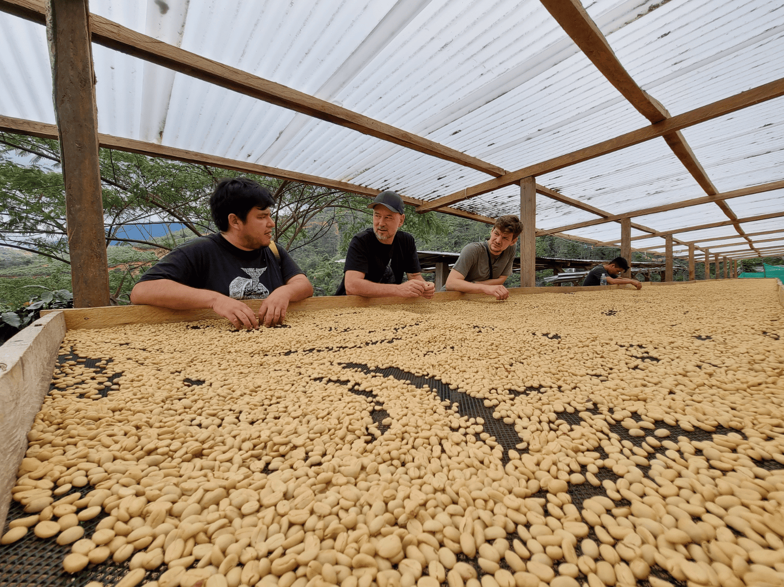 Las Mishas #1 Organic