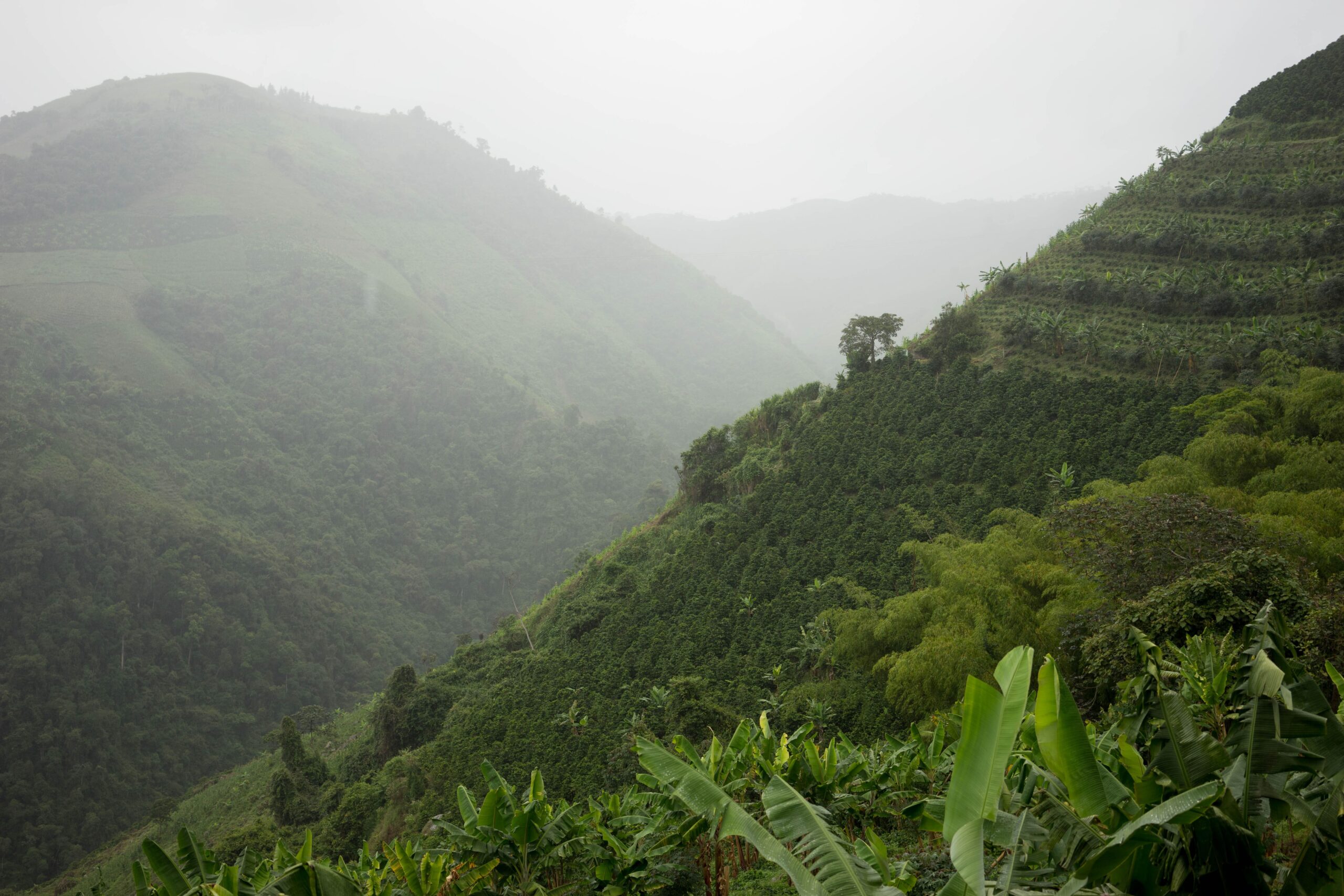 Santa Maria Collective #1