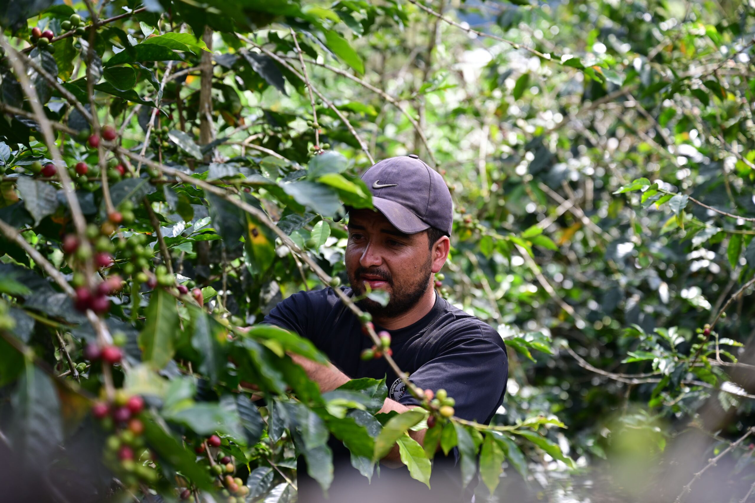 Nueva alianza by Yonal Fernandez Organic